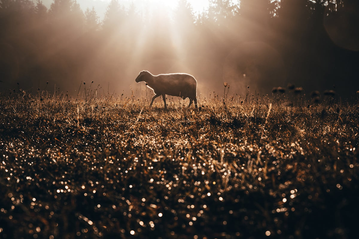 Lost sheep on autumn pasture. Concept photo for Bible text about Jesus as sheepherder who cares for lost sheep